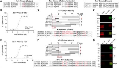 Neuronal and Glial Distribution of Tau Protein in the Adult Rat and Monkey